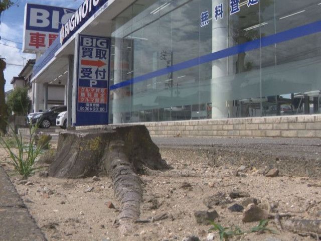店舗前の街路樹が枯れていた問題…ビックモーター3店舗の当時の店長らを器物損壊容疑で書類送検 愛知県警