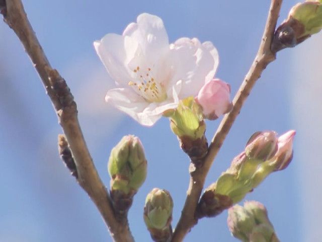 名古屋ではまだ…東海3県で最も早く岐阜市でソメイヨシノの開花発表 平年より2日 去年より11日遅く