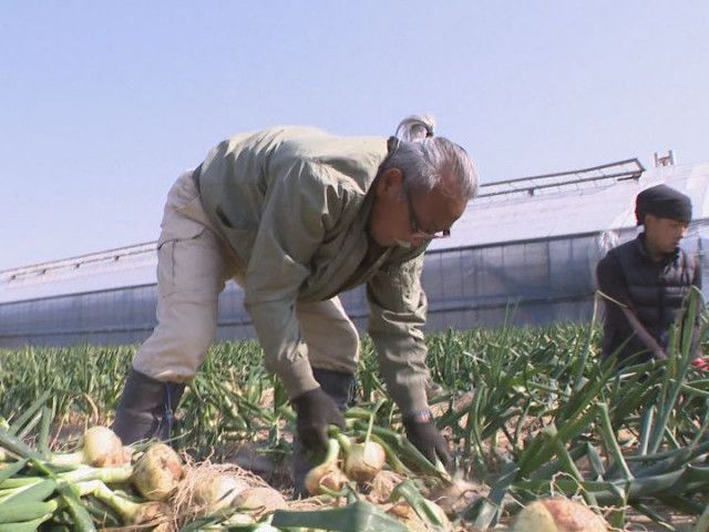 水にさらさなくても生で…愛知県碧南市で特産『サラダたまねぎ』の収穫進む 暖冬で1週間ほど生育早く