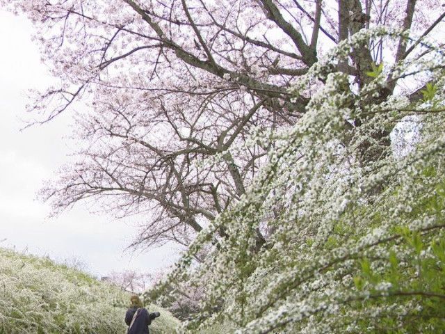 八分咲きのサクラとの共演も…愛知県緑化センターでユキヤナギが満開 200m程の散策路沿いに約1万株