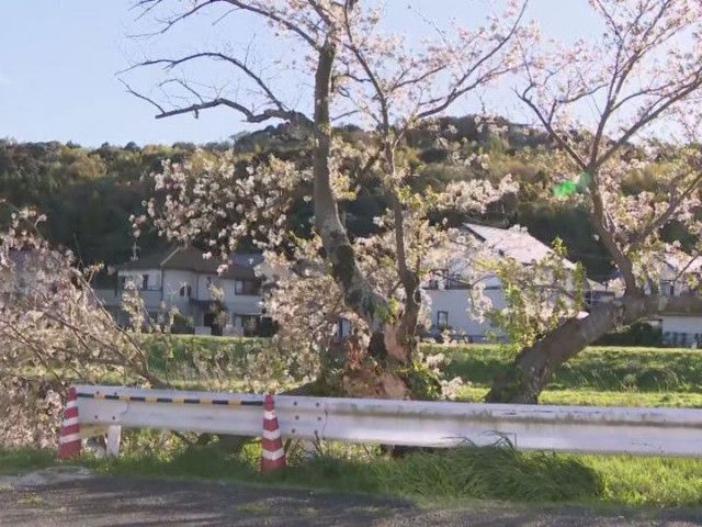 豊橋市で最大瞬間風速20.8m…桜の花を散らす「春の嵐」隣の市では花をつけた桜が幹の中程から折れる