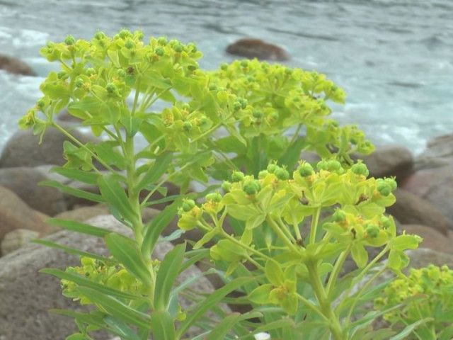 潮風に揺れる鮮やかな黄色の花…三重県熊野市で珍しい『イワタイゲキ』が花を咲かせる 県の準絶滅危惧種