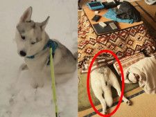 もうシベリアには帰れない…雪で遊んだ後にコタツへ頭から“ズボッ” ハスキー犬アシリちゃんの幸せなひと時