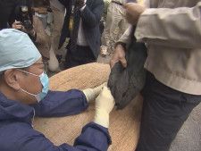 乗船客数の目標は7千人 11日開幕、関・小瀬鵜飼の鵜匠が意気込み