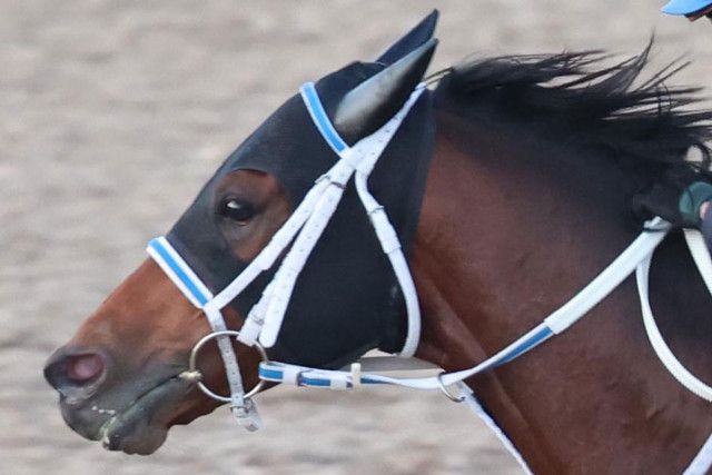 【フェブラリーＳ・枠順確定後の表情】６枠１１番キングズソードに寺島調教師「いいところです。あとはこの馬の競馬に徹するだけ」