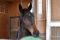 ヨカヨカがコントレイルの牡馬を出産「（母に似た）優しい目をしています」