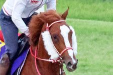 【日本ダービー・厩舎直送】シンエンペラーが史上初の外国産馬Ｖへ　「近走のなかでは一番いい状態」