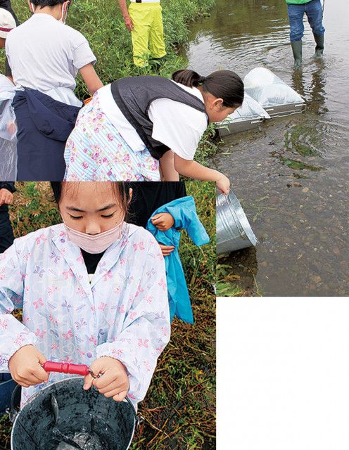 平間小 児童らアユ２千匹放流 漁業組合が協力〈川崎市高津区〉