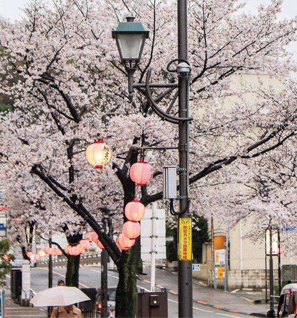 催し豊富な桜まつり ４月７日、聖蹟桜ヶ丘駅周辺〈多摩市〉