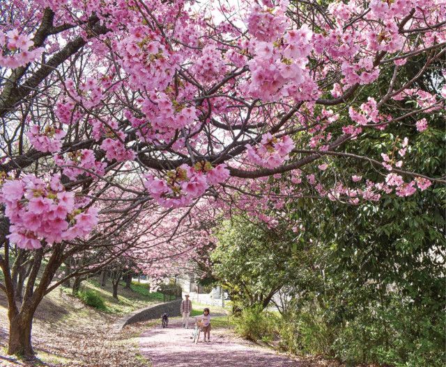 桜ようやく開花 早咲き品種は見ごろも〈横浜市神奈川区〉