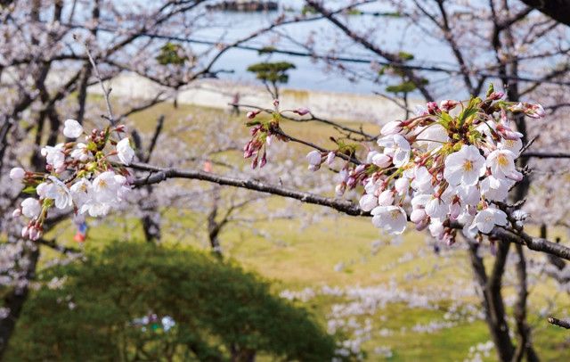 走水水源地の桜並木 遅咲きも週末には満開か 4月2日現在で6分咲き〈横須賀市〉
