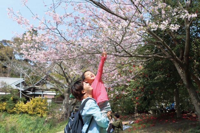 やっと会えたね　鎌倉・葛原岡神社で桜開花〈鎌倉市〉