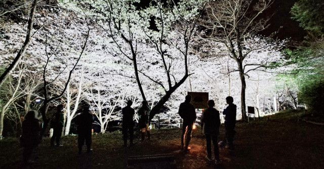 逗子市沼間の台山緑地で桜をライトアップ〈逗子市・葉山町〉
