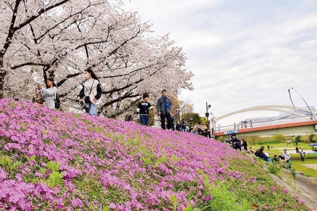 各所で桜が見ごろに 鴨居、長坂谷公園など〈横浜市緑区〉