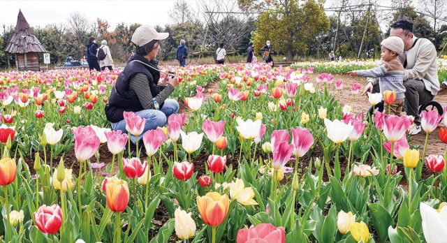 花菜ガーデン 心踊るチューリップ畑 ４月15日頃まで見頃〈平塚市〉