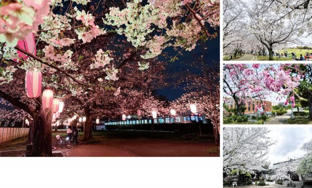 桜色に染まる週末〈寒川町〉