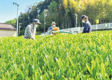 新茶収穫ピーク 清川村で茶摘み〈厚木市・愛川町・清川村〉