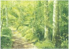 サムヤマモトさんの作品「夏のこもれびの森｣