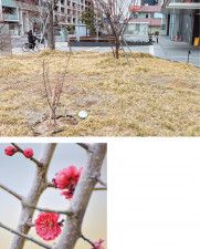 区役所入口近くに植えられた黒梅の木＝上写真の手前、黒梅の花＝17日撮影