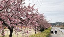 引地川親水公園に立ち並ぶ河津桜