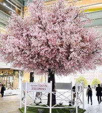 相模大野 桜と演奏 15日から街ピアノ〈相模原市南区〉
