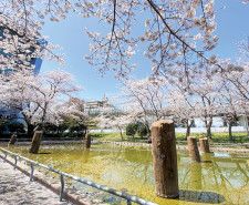 茅ヶ崎市観光協会主催で春の東海道を巡り ４月１日まで申込受付〈茅ヶ崎市〉