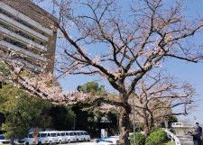 薄ピンク色の花を咲かせた市の標本木 ＝３月30日撮影