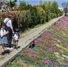 渋田川河畔鮮やかに ４月６日から芝桜まつり〈伊勢原市〉