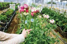 今月末まで 愛川町で季節の花ラナンキュラスを販売〈厚木市・愛川町・清川村〉