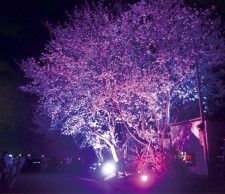 幻想的な夜桜 今年も 萩園　穴場スポットに〈茅ヶ崎市〉