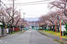 印刷局正門前の桜（４月３日撮影）