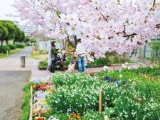 桜の名所、見頃迎える 太尾堤緑道、華やかに〈横浜市港北区〉