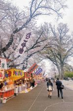 雨模様でも賑わう 富士森公園　桜満開に〈八王子市〉