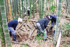 タケノコを掘る参加者たち