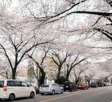 市役所さくら通りの桜並木