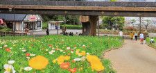 くりはま花の国 色彩豊かに花壇染まる ポピー＆ネモフィラまつり〈横須賀市〉