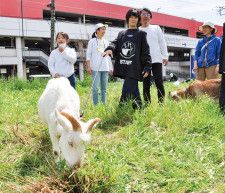 エコやぎさんたら元気に食べた 環境にやさしい除草活動〈横須賀市〉