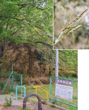 池田町　竹に120年ぶりに花が咲くも数カ月で枯死、再生は…〈横須賀市〉