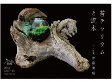 流木飾る 苔の世界 パンの蔵　加藤さんが展示〈大磯町・二宮町・中井町〉