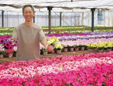 吉川農園 春の花「ペチュニア」最盛 例年通りの出来栄え〈平塚市〉