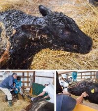 初声高 牛の赤ちゃん誕生 人工授精による繁殖に成功〈三浦市〉