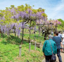 紫色に色づく藤の花を観賞しに多くの人が来園する（4月26日撮影）