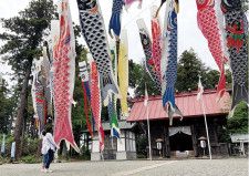約60匹の鯉のぼりが掲げられている宇都母知神社
