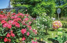 日野中央公園 バラが見頃を迎える 約70種咲き誇る〈横浜市港南区・横浜市栄区〉