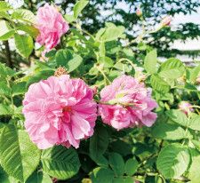 ｢友好のバラ｣高貴な香り放つ 星川中央公園 ダマスクローズ〈横浜市保土ケ谷区〉