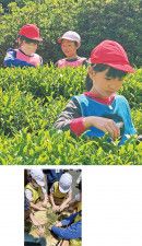 茶葉を摘み取る児童（上）・ホイロで手もみも体験した（右）