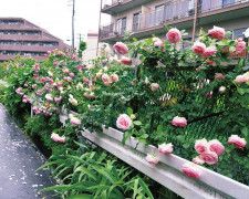 小道彩るバラの花 有馬川沿い〈川崎市宮前区〉