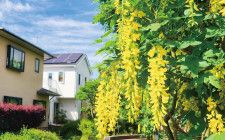 黄金色の花揺れる 県立相模三川公園で〈海老名市・座間市・綾瀬市〉