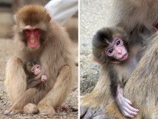 母猿に抱かれる「タイヨウ」（左）と、よく出ている舌が特徴で５月17日に名前が決まったばかりの「トップ」＝高尾山さる園・野草園提供