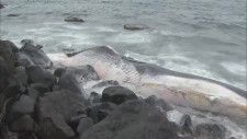 【速報】鳥取県湯梨浜町の海岸にクジラ漂着　体長１０〜１５メートル　